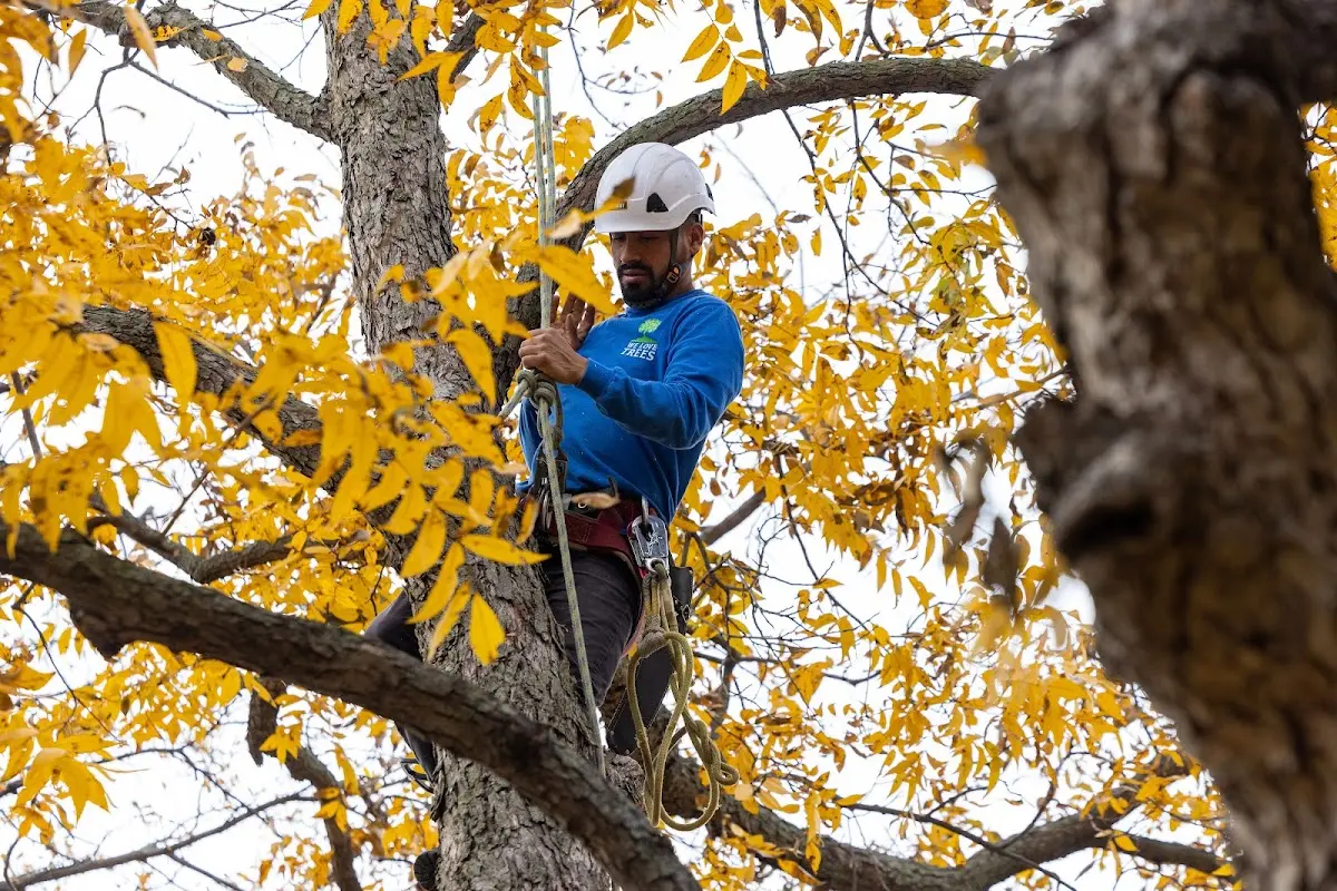 Skilled Tree Planing crew working in Winton